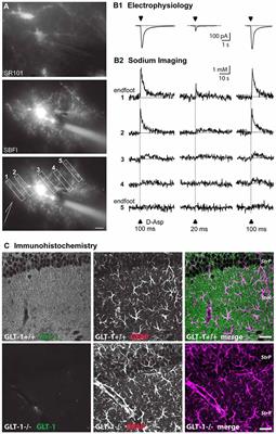 Astroglial Glutamate Signaling and Uptake in the Hippocampus